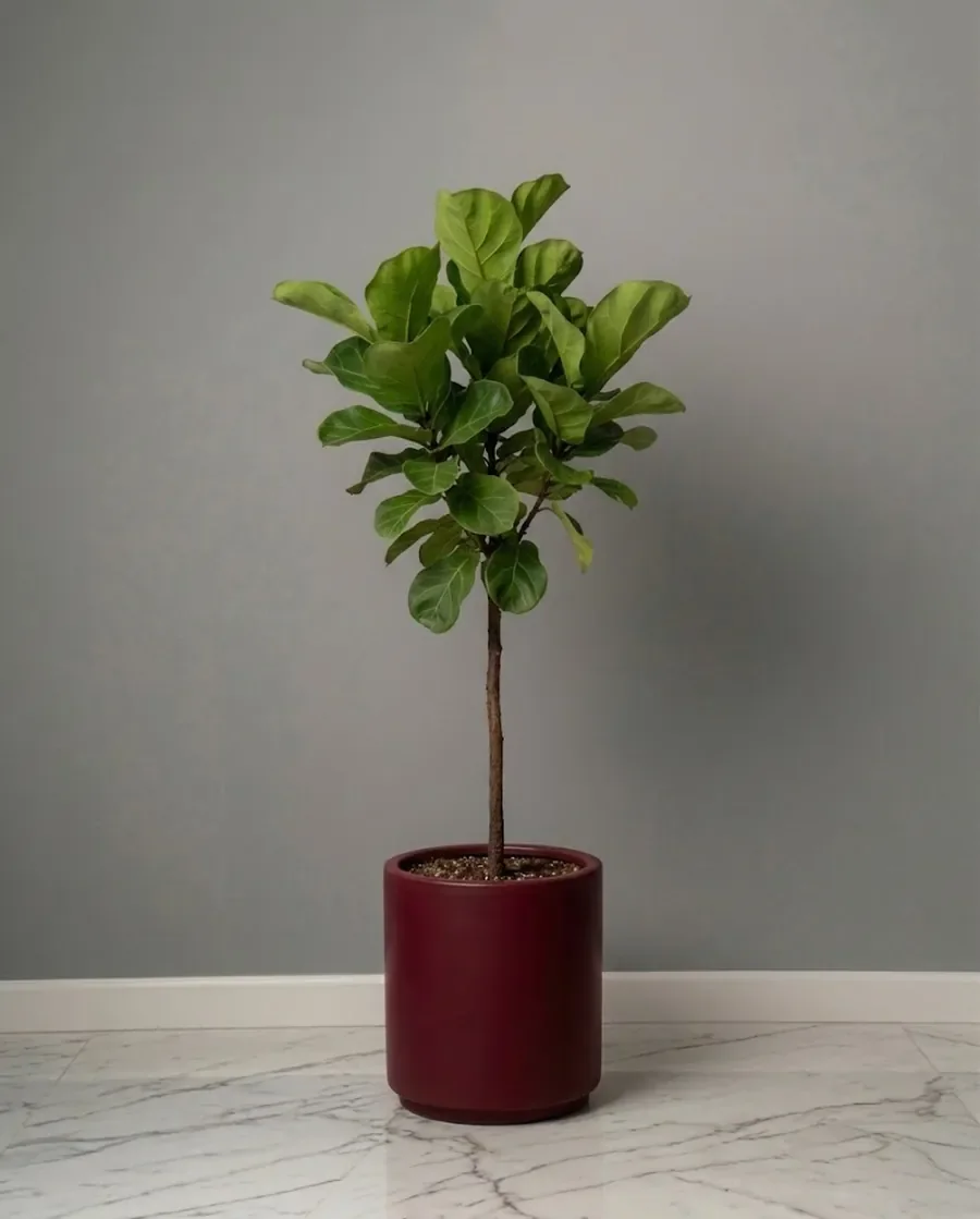 Fiddle Leaf Fig